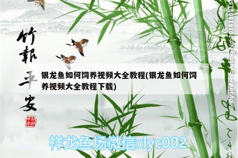 銀龍魚如何飼養(yǎng)視頻大全教程(銀龍魚如何飼養(yǎng)視頻大全教程下載) 銀龍魚百科