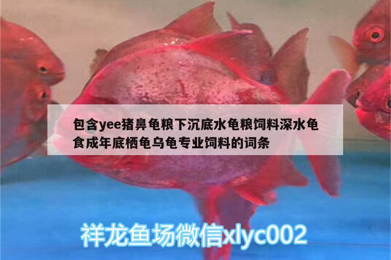 包含yee豬鼻龜糧下沉底水龜糧飼料深水龜食成年底棲龜烏龜專業(yè)飼料的詞條 豬鼻龜百科