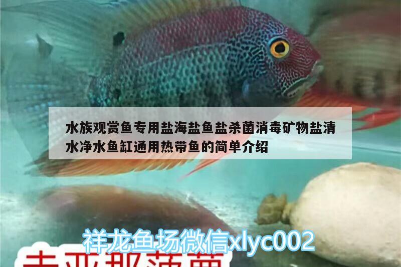 水族觀賞魚專用鹽海鹽魚鹽殺菌消毒礦物鹽清水凈水魚缸通用熱帶魚的簡單介紹 廣州水族器材濾材批發(fā)市場