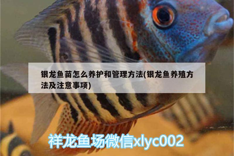 銀龍魚苗怎么養(yǎng)護和管理方法(銀龍魚養(yǎng)殖方法及注意事項) 銀龍魚百科