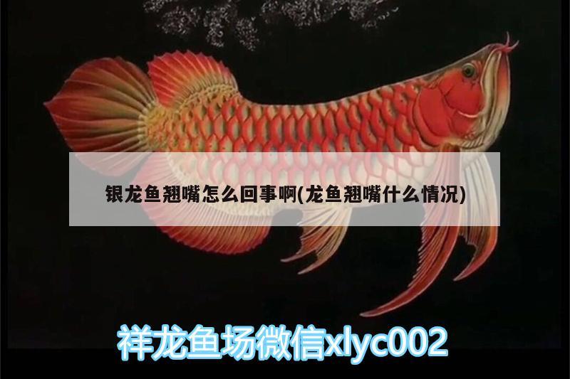 銀龍魚翹嘴怎么回事啊(龍魚翹嘴什么情況) 銀龍魚