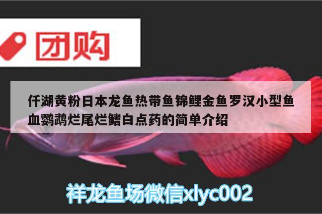 仟湖黃粉日本龍魚(yú)熱帶魚(yú)錦鯉金魚(yú)羅漢小型魚(yú)血鸚鵡爛尾爛鰭白點(diǎn)藥的簡(jiǎn)單介紹 鸚鵡魚(yú)