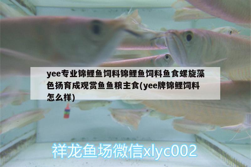 yee專業(yè)錦鯉魚飼料錦鯉魚飼料魚食螺旋藻色揚(yáng)育成觀賞魚魚糧主食(yee牌錦鯉飼料怎么樣) yee