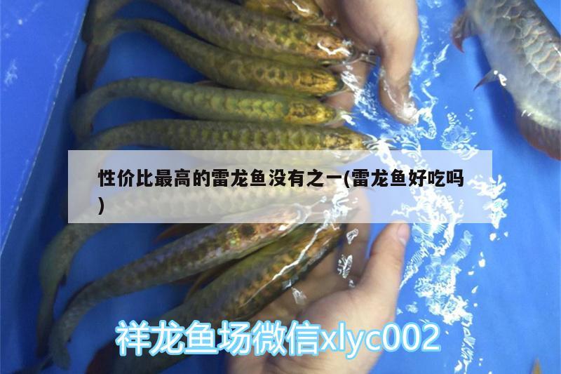 性價比最高的雷龍魚沒有之一(雷龍魚好吃嗎) 泰國虎魚