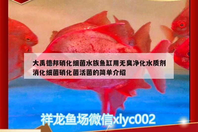 大禹德邦硝化細(xì)菌水族魚(yú)缸用無(wú)臭凈化水質(zhì)劑消化細(xì)菌硝化菌活菌的簡(jiǎn)單介紹 硝化細(xì)菌