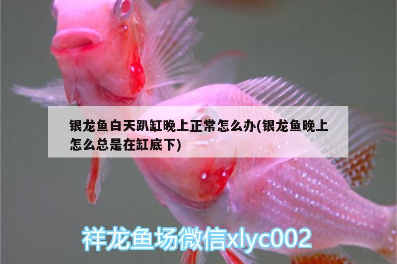 銀龍魚白天趴缸晚上正常怎么辦(銀龍魚晚上怎么總是在缸底下) 銀龍魚