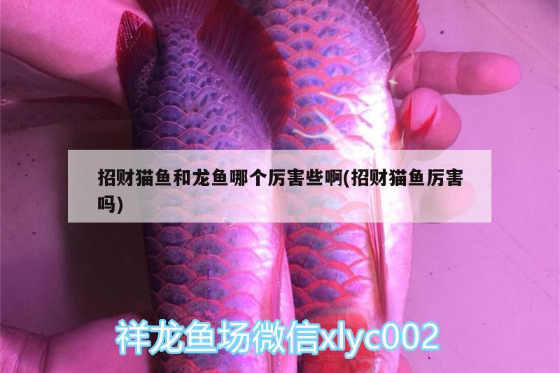 招財(cái)貓魚和龍魚哪個(gè)厲害些啊(招財(cái)貓魚厲害嗎) 白子銀版魚