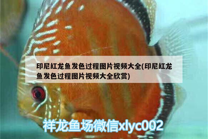 印尼紅龍魚發(fā)色過程圖片視頻大全(印尼紅龍魚發(fā)色過程圖片視頻大全欣賞) 印尼紅龍魚