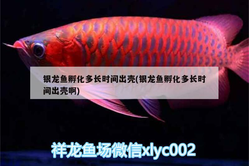 銀龍魚孵化多長時間出殼(銀龍魚孵化多長時間出殼啊)