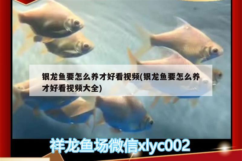 銀龍魚要怎么養(yǎng)才好看視頻(銀龍魚要怎么養(yǎng)才好看視頻大全)