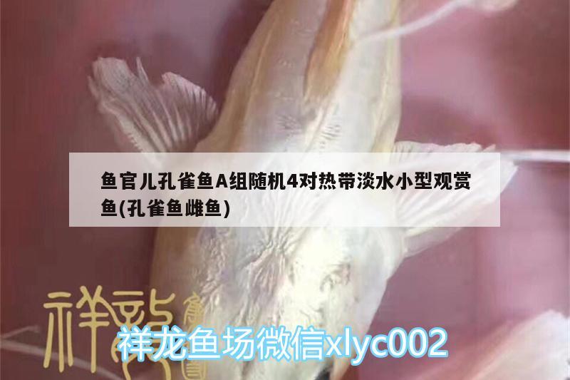 魚(yú)官兒孔雀魚(yú)A組隨機(jī)4對(duì)熱帶淡水小型觀賞魚(yú)(孔雀魚(yú)雌魚(yú))