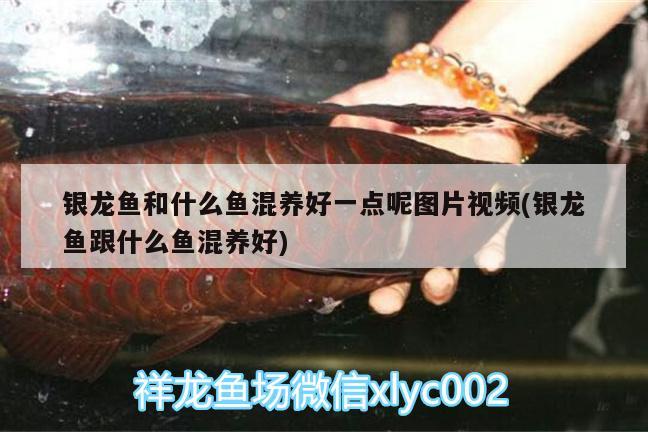 銀龍魚和什么魚混養(yǎng)好一點呢圖片視頻(銀龍魚跟什么魚混養(yǎng)好)