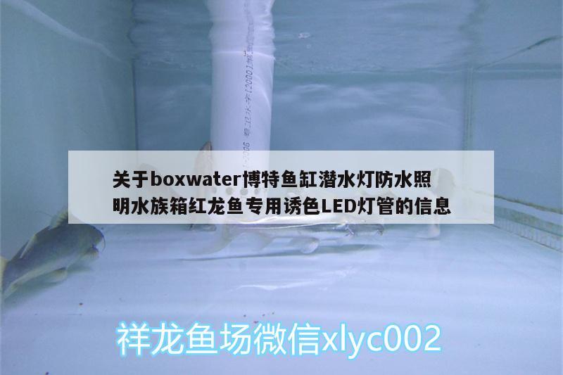 關于boxwater博特魚缸潛水燈防水照明水族箱紅龍魚專用誘色LED燈管的信息