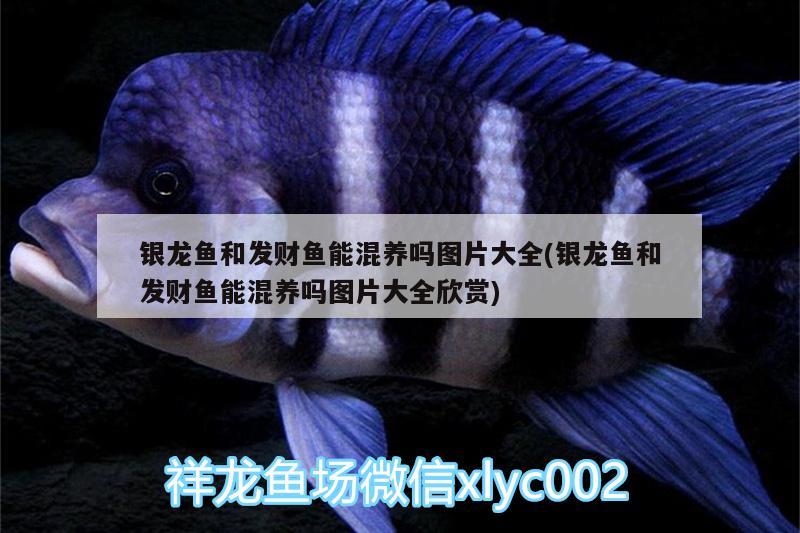 銀龍魚和發(fā)財魚能混養(yǎng)嗎圖片大全(銀龍魚和發(fā)財魚能混養(yǎng)嗎圖片大全欣賞) 銀龍魚百科