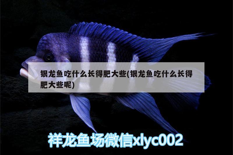 銀龍魚吃什么長得肥大些(銀龍魚吃什么長得肥大些呢) 銀龍魚 第2張