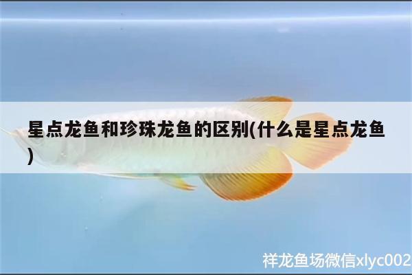 星點龍魚和珍珠龍魚的區(qū)別(什么是星點龍魚)