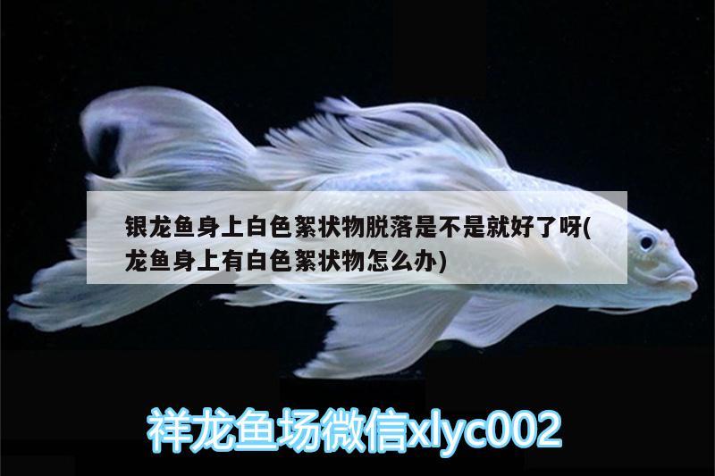 銀龍魚(yú)身上白色絮狀物脫落是不是就好了呀(龍魚(yú)身上有白色絮狀物怎么辦) 銀龍魚(yú)百科