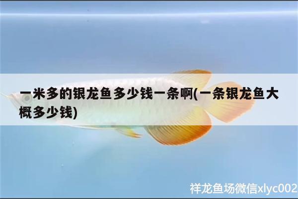 一米多的銀龍魚(yú)多少錢(qián)一條啊(一條銀龍魚(yú)大概多少錢(qián))