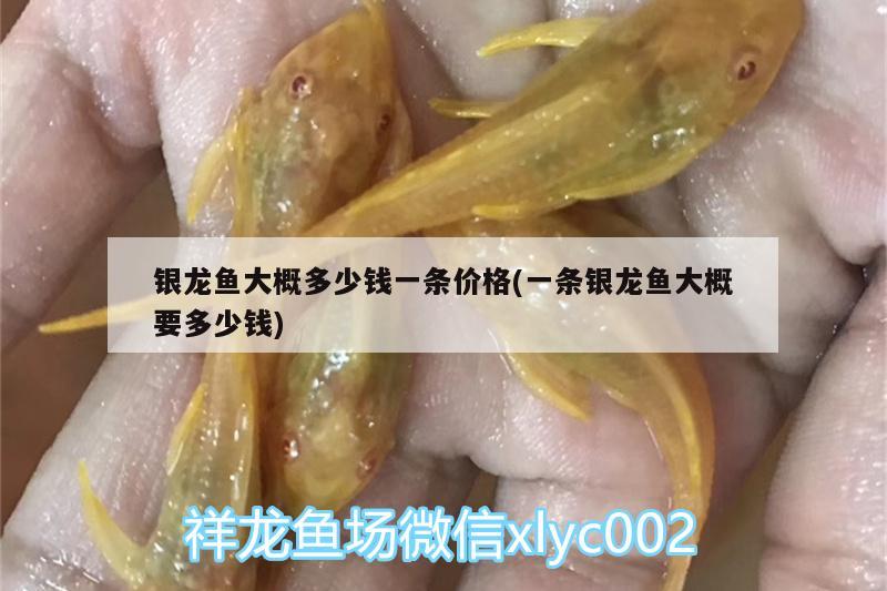 銀龍魚大概多少錢一條價格(一條銀龍魚大概要多少錢) 銀龍魚 第2張