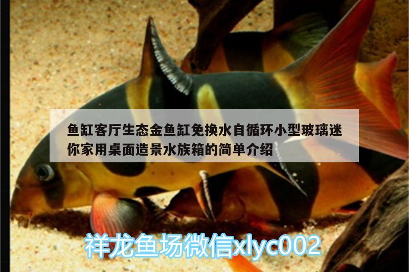 魚(yú)缸客廳生態(tài)金魚(yú)缸免換水自循環(huán)小型玻璃迷你家用桌面造景水族箱的簡(jiǎn)單介紹