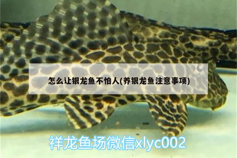 怎么讓銀龍魚不怕人(養(yǎng)銀龍魚注意事項) 銀龍魚百科