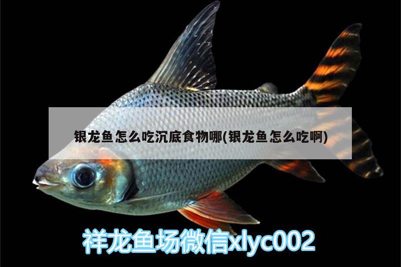 銀龍魚怎么吃沉底食物哪(銀龍魚怎么吃啊) 銀龍魚