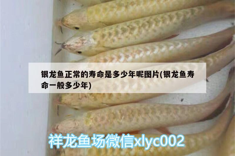 銀龍魚正常的壽命是多少年呢圖片(銀龍魚壽命一般多少年) 銀龍魚百科