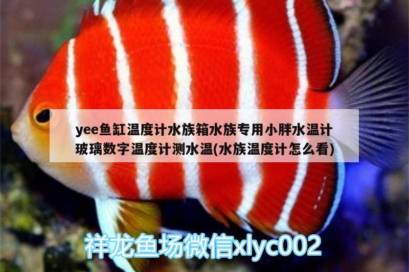 yee魚缸溫度計(jì)水族箱水族專用小胖水溫計(jì)玻璃數(shù)字溫度計(jì)測水溫(水族溫度計(jì)怎么看)