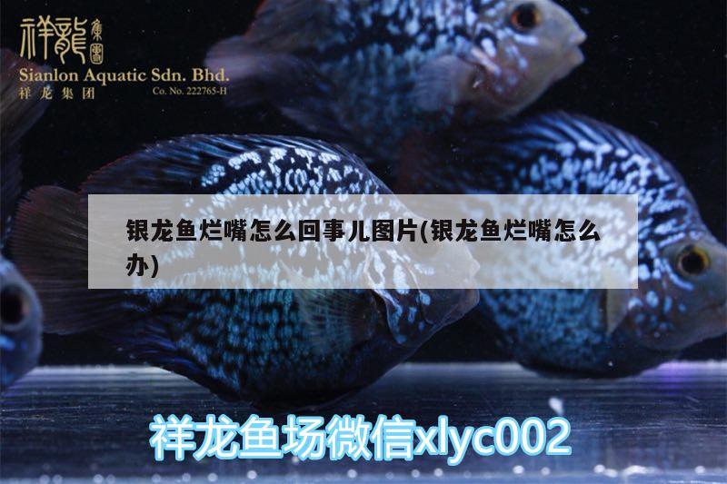 銀龍魚爛嘴怎么回事兒圖片(銀龍魚爛嘴怎么辦) 銀龍魚百科