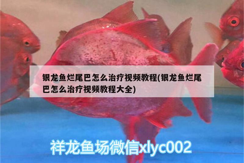 銀龍魚爛尾巴怎么治療視頻教程(銀龍魚爛尾巴怎么治療視頻教程大全)