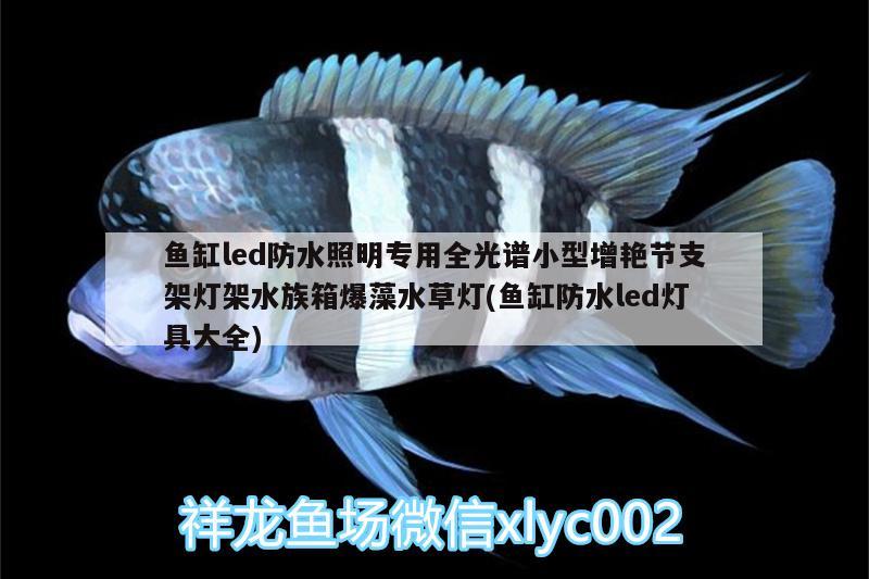 魚缸led防水照明專用全光譜小型增艷節(jié)支架燈架水族箱爆藻水草燈(魚缸防水led燈具大全) 魚缸/水族箱