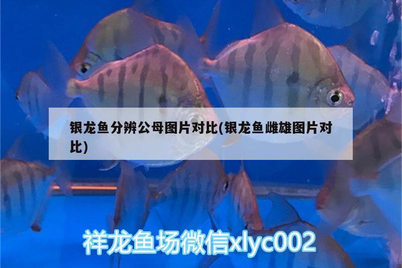 銀龍魚分辨公母圖片對(duì)比(銀龍魚雌雄圖片對(duì)比) 銀龍魚