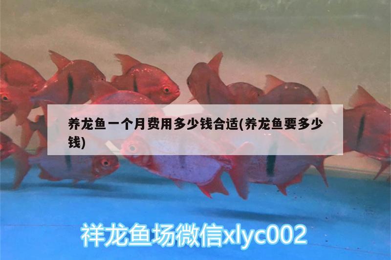 養(yǎng)龍魚一個月費用多少錢合適(養(yǎng)龍魚要多少錢)