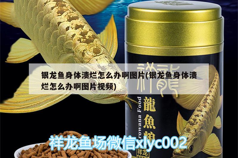 銀龍魚身體潰爛怎么辦啊圖片(銀龍魚身體潰爛怎么辦啊圖片視頻)