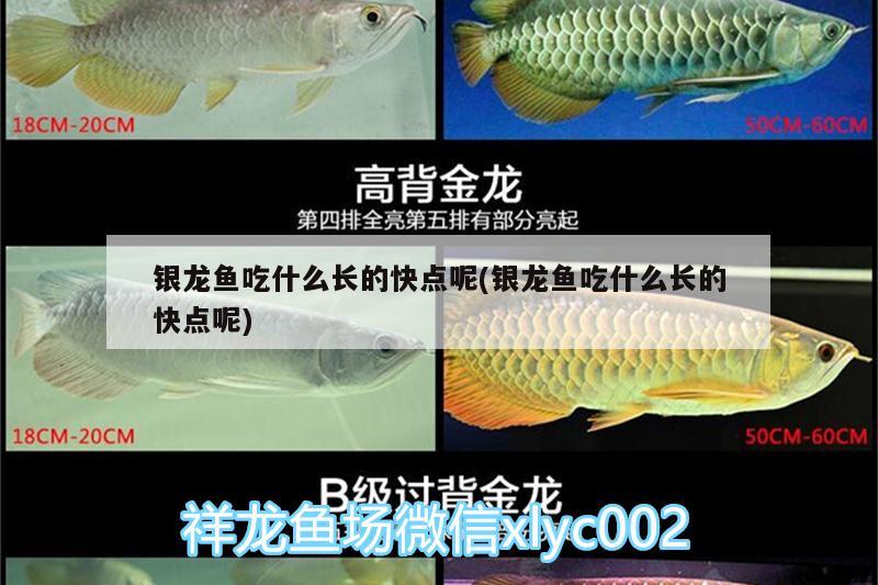 銀龍魚吃什么長的快點呢(銀龍魚吃什么長的快點呢) 銀龍魚