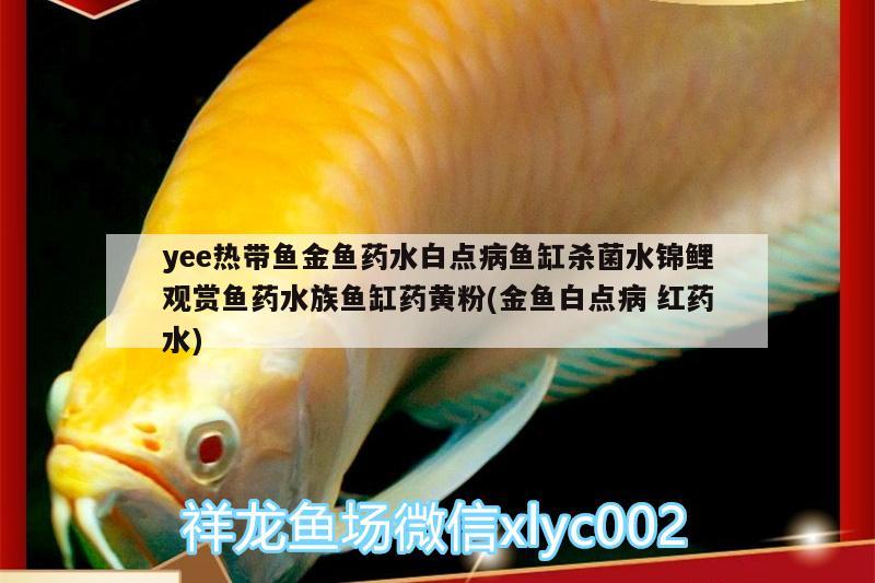 yee熱帶魚金魚藥水白點病魚缸殺菌水錦鯉觀賞魚藥水族魚缸藥黃粉(金魚白點病紅藥水) yee