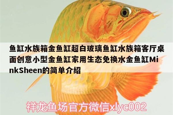 魚缸水族箱金魚缸超白玻璃魚缸水族箱客廳桌面創(chuàng)意小型金魚缸家用生態(tài)免換水金魚缸MinkSheen的簡單介紹 魚缸/水族箱