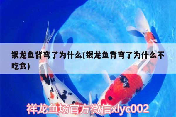 銀龍魚背彎了為什么(銀龍魚背彎了為什么不吃食) 銀龍魚百科