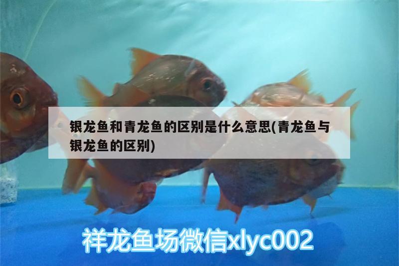 銀龍魚和青龍魚的區(qū)別是什么意思(青龍魚與銀龍魚的區(qū)別)