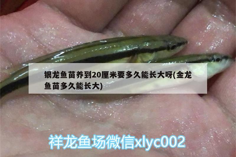 銀龍魚苗養(yǎng)到20厘米要多久能長大呀(金龍魚苗多久能長大) 銀龍魚百科