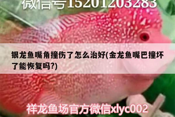 銀龍魚嘴角撞傷了怎么治好(金龍魚嘴巴撞壞了能恢復嗎?) 銀龍魚