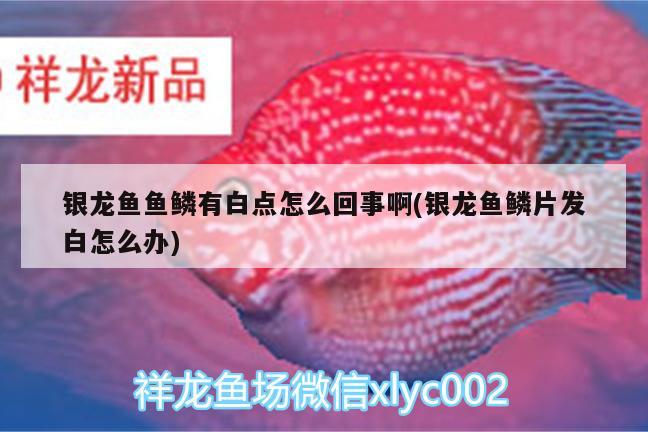 銀龍魚魚鱗有白點(diǎn)怎么回事啊(銀龍魚鱗片發(fā)白怎么辦)