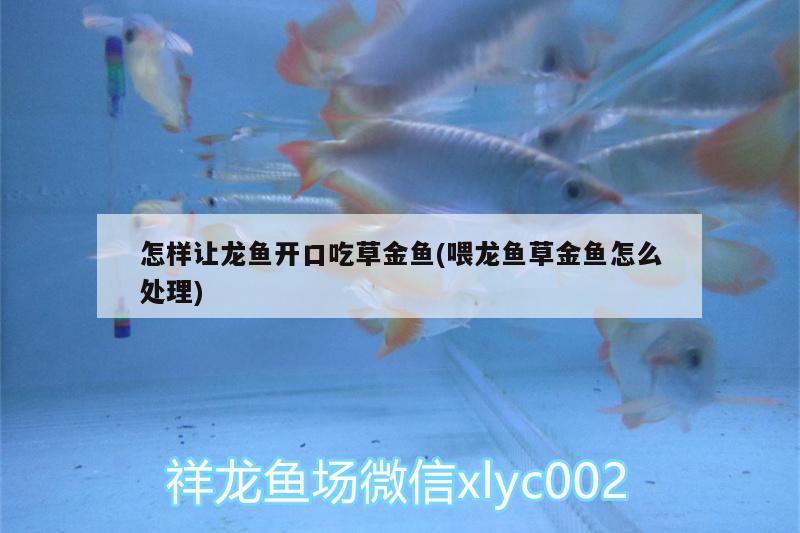 怎樣讓龍魚開口吃草金魚(喂龍魚草金魚怎么處理)