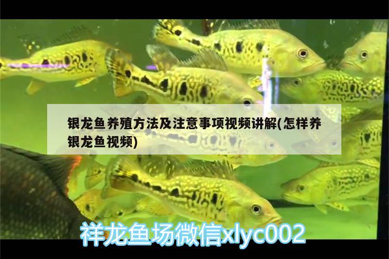 銀龍魚(yú)養(yǎng)殖方法及注意事項(xiàng)視頻講解(怎樣養(yǎng)銀龍魚(yú)視頻) 銀龍魚(yú)百科