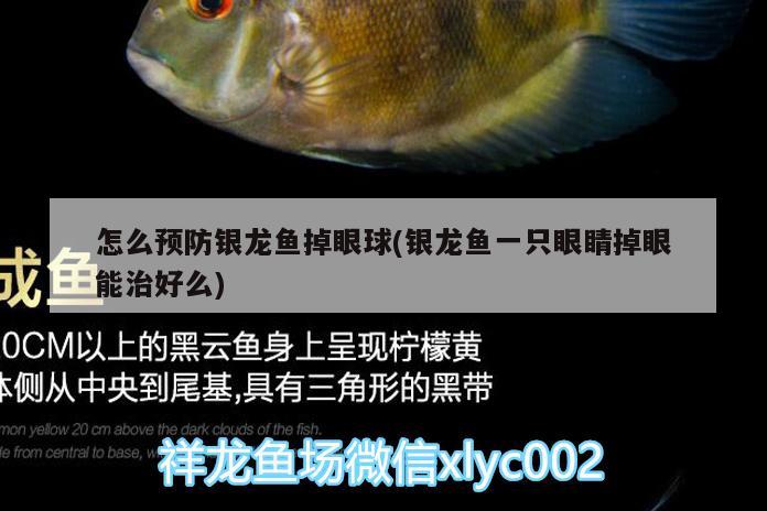 怎么預防銀龍魚掉眼球(銀龍魚一只眼睛掉眼能治好么)