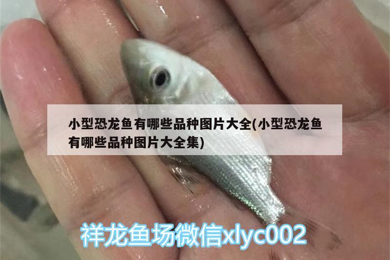 小型恐龍魚有哪些品種圖片大全(小型恐龍魚有哪些品種圖片大全集)