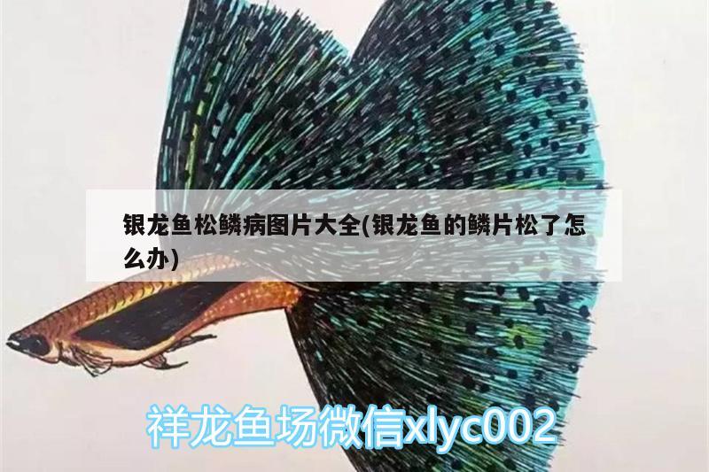 銀龍魚(yú)松鱗病圖片大全(銀龍魚(yú)的鱗片松了怎么辦)