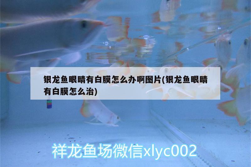 銀龍魚眼睛有白膜怎么辦啊圖片(銀龍魚眼睛有白膜怎么治)