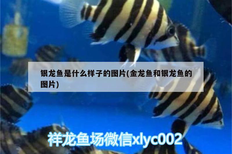 銀龍魚是什么樣子的圖片(金龍魚和銀龍魚的圖片)