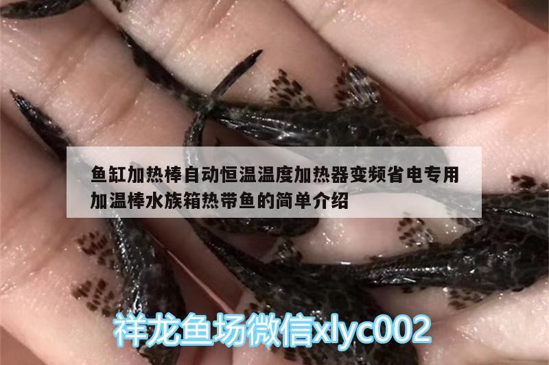 魚缸加熱棒自動(dòng)恒溫溫度加熱器變頻省電專用加溫棒水族箱熱帶魚的簡(jiǎn)單介紹 魚缸/水族箱